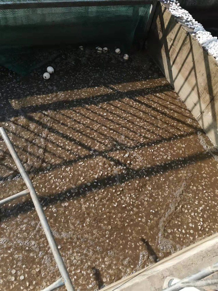 MBBR moving bed biofilm media